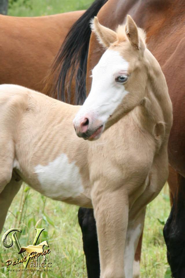 Palomino Paint Horse Foal